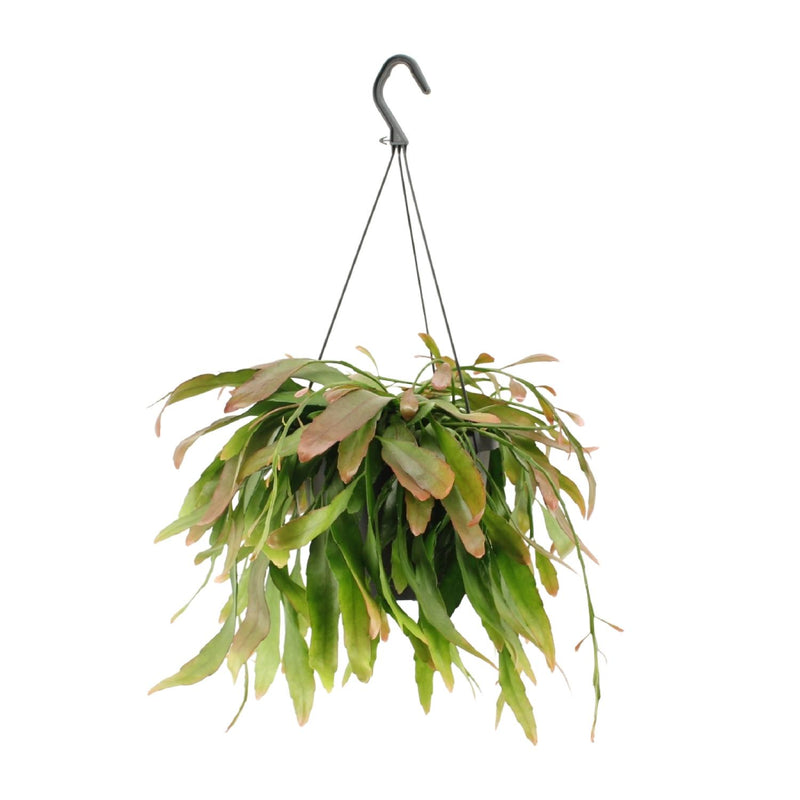 Rhipsalis Red Coral Houseplant | Ø17cm | ↕25cm