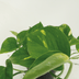 Epipremnum Aureum (Scindapsus) - 4er Set - Ø12cm Topf Bild 4