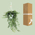 Hedera Wonder Green Efeu, Ø24cm Topf, ↕70cm Höhe Bild 3