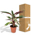 Calathea Triostar – Exotische Zimmerpflanze im Ø19cm Topf, ↕70cm Bild 6
