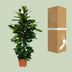 Ficus Cyathistipula – Afrikanische Feige – Ø21cm – ↕105cm Bild 4