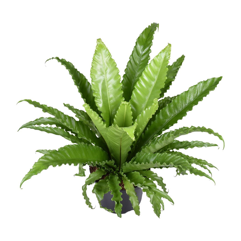 Asplenium Antiquum Osaka (Vogelnestfarn) - Ø23cm - ↕60cm