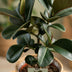 Gummibaum Ficus Elastica Cloe im Korb, pflegeleicht, 65cm Bild 4