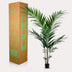 Kentia Palm Artificial Plant 150cm – Tropical Flair Without the Maintenance Bild 6