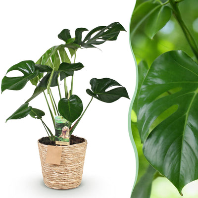 Monstera Deliciosa Fensterblatt mit Korb - Grün, Topf 21cm, 70-80cm