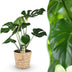Monstera Deliciosa Fensterblatt mit Korb - Grün, Topf 21cm, 70-80cm Bild 1