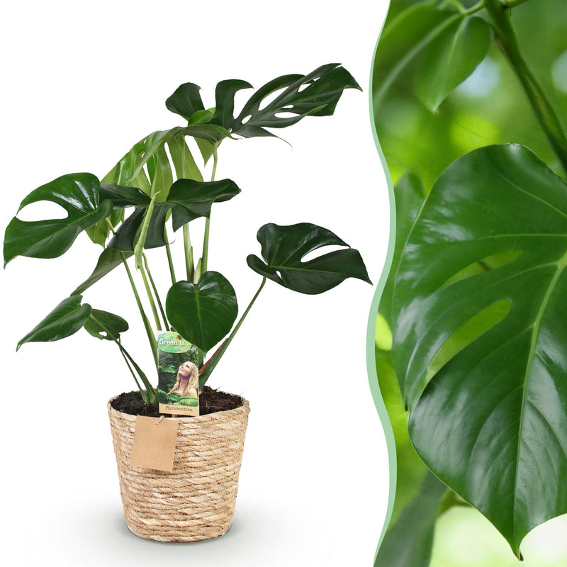 Monstera Deliciosa Fensterblatt mit Korb - Grün, Topf 21cm, 70-80cm