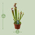Sarracenia Judith Hindle - Exotischer Fleischfresser im 12cm Topf Bild 2