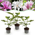 Magnolien Set: 3 Tricolour Blüten (Weiß, Rosa, Lila) - Topf 12cm Bild 1
