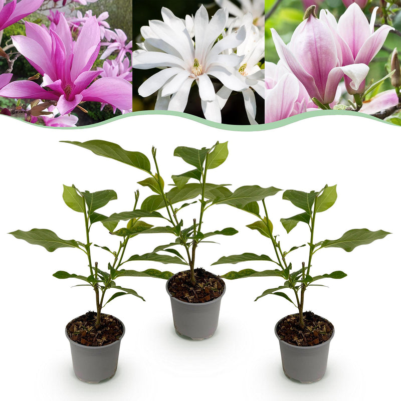 Magnolien Set: 3 Tricolour Blüten (Weiß, Rosa, Lila) - Topf 12cm