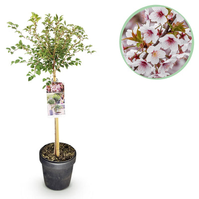 GreenboutiQ - Stamm Pflanze - Prunus incisa Koujou-no-mai - Terrassen Pflanze - Laubabwerfend - Winterhart - Weiße Blüte - Topf 19cm Höhe 90cm