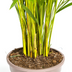 Areca Palm (Dypsis Areca Lutescens) with basket Ø24cm, 120-140cm Bild 4