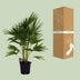 Livistona Chinensis Palme Ø24cm - 100cm hoch Bild 4