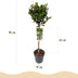 GreenboutiQ Lorbeerbaum (Laurus nobilis) Stamm 90cm, Topf 19cm Bild 3