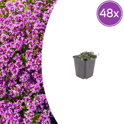 48x Thymus praecox 'Coccineus' - Thymian - 10-25cm