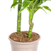 Dracaena Deremensis Dorado Ø19cm - ↕70 - 90cm Bild 3