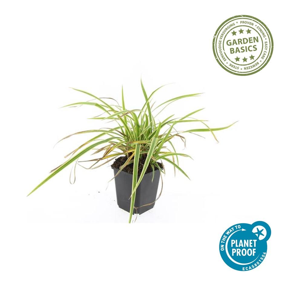 12x Japan-Segge 'Aureovariegata' – 10-25cm – Ø9cm