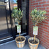 GreenboutiQ Olivenbaum Stamm Olea Europaea - Immergrün, Winterhart - Topf 19cm, H90cm Bild 7