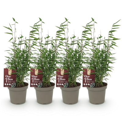 GreenboutiQ Bambus 'Red Dragon' - 4 Pflanzen im 14cm Topf