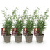 GreenboutiQ Bamboo 'Red Dragon' - 4 plants in 14cm pots Bild 2