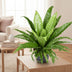 Asplenium Antiquum Osaka (Vogelnestfarn) - Ø23cm - ↕60cm Bild 3