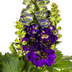Allium 'Purple Sensation' - Ø19cm pot, 45-60cm tall Bild 3