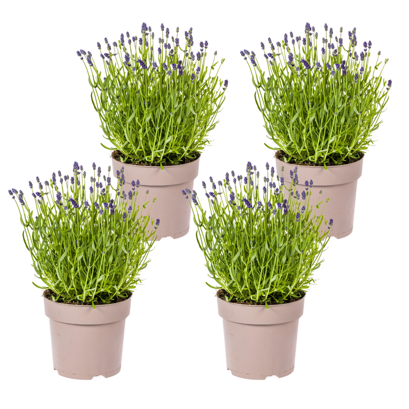4x Lavendel 'Lavandula angustifolia' im Ø19cm Topf, 40-50cm hoch