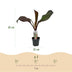 GreenboutiQ Bananenpflanze Ensete ventricosum Maurelli - Winterhart (2 Stk.) Bild 3