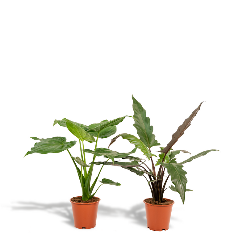Alocasia Paket: Cucullata (↕60cm) & Lauterbachiana (↕75cm)