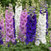 Green boutiQ - Perennial - Delphinium Tricolour - Larkspur - Bee and butterfly attractors - Purple - Pink - White - 12 Plants - Pot 11cm - Height 15-25cm Bild 5