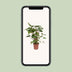 Homalomena Rubescens Maggy – Schöne Zimmerpflanze Ø24cm ↕90cm Bild 5
