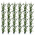 Green boutiQ - 24x Cupressocyparis leylandii 2011 - Leylandii - Heckenpflanzen - Immergrün - Grün - Topf 9cm - Höhe 30-40cm Bild 6