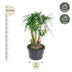 Beaucarnea verzweigt - 110 cm - Ø41 cm Bild 2