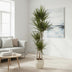 Dracaena Marginata - 180 cm - Ø27 cm Topf - Elegante Zimmerpflanze Bild 3