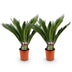 Green boutiQ Cycas revoluta (Palmfarn) - Pflegeleicht, 70cm, Topf 17cm Bild 2