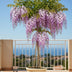 Wisteria floribunda 'Rosea' - Rosafarbene Glyzinie (Ø15cm, ↕65cm) Bild 5