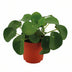 Pilea Peperomioides im 11cm Topf – Chinesischer Geldbaum für Ihr Zuhause Bild 1