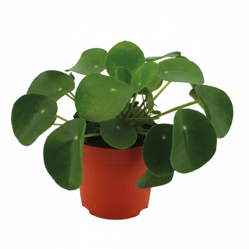 Pilea Peperomioides im 11cm Topf – Chinesischer Geldbaum für Ihr Zuhause