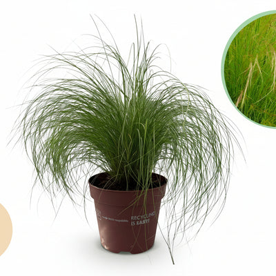 GreenboutiQ Ziergras 'Pony Tails' (2 Pflanzen, 50cm, Topf 17cm)