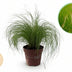 GreenboutiQ Ziergras 'Pony Tails' (2 Pflanzen, 50cm, Topf 17cm) Bild 1