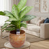 Aglaonema Silver Bay - Large Houseplant in 21cm Pot Bild 3
