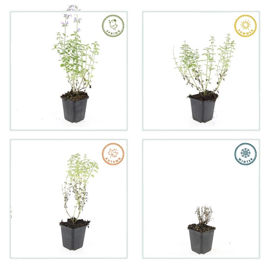 24x Nepeta 'Walker's Low' - ↕10-25cm - Ø9cm