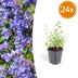 24x Nepeta 'Six Hills Giant' Staude, 10-25cm, Ø9cm Bild 1
