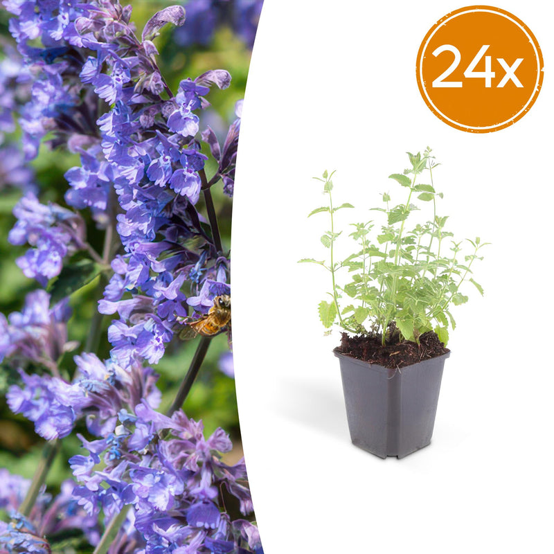 24x Nepeta 'Six Hills Giant' Staude, 10-25cm, Ø9cm