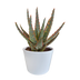 Aloe Zebrina Dannyz 'Stern' in a white 10.5cm pot Bild 1