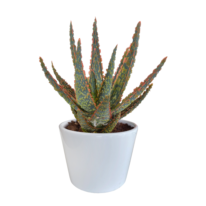 Aloe Zebrina Dannyz 'Stern' in a white 10.5cm pot