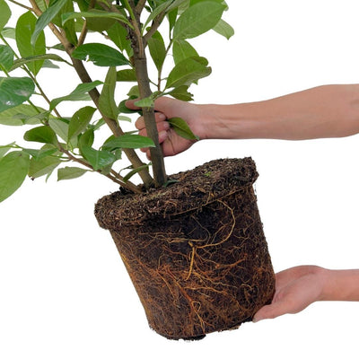 Große Kirschlorbeer Pflanzen Rotundifolia 125-150 cm für 10m Hecke