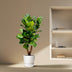Ficus Lyrata XL Geigenfeige 200cm mit Ø32cm Topf Bild 4