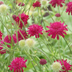 48x Knautia macedonica Perennial, 10-25cm, Ø9cm Bild 6
