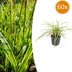 60x Japan-Segge 'Aureovariegata' ↕10-25cm Ø9cm Bild 1